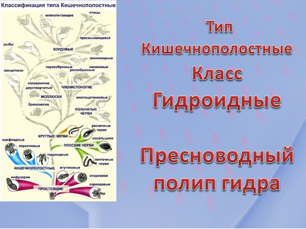 Кракен как войти через тор